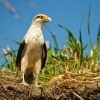 Cimango zlutavy - Milvago chimachima - Yellow-headed Caracara 7182